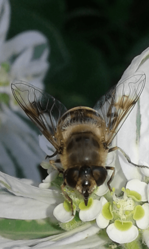 Syrphidae : Eristalis tenax (femmina)? Sì